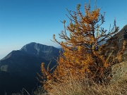 21 larici colorati d'autunno...